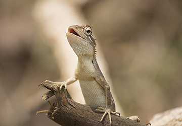 Top 10 Best Pet Lizards