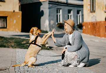 How to Keep Your Elderly Companion(Pets) Comfortable and Happy