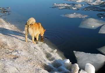 Top 5 Pet-Friendly Travel Destinations to Explore