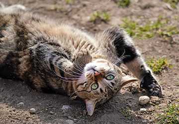 Top 5 Fun and Creative DIY Pet Toys to Make at Home