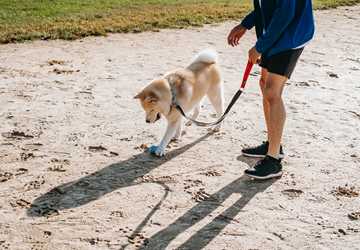 Top 10 Fun and Engaging Activities to Bond with Your Pets