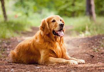 Top 10 Dog Breeds Known for Their Affectionate Nature