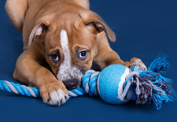 Top 10 DIY Toys to Keep Your Dog Engaged for Hours