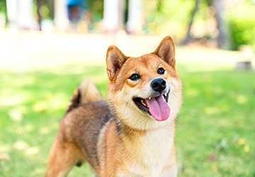 The 5 Smartest Dog Breeds and Their Unique Traits