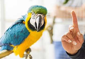 How to Train a Parrot to Talk?