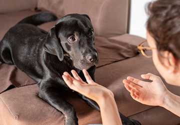 Practical Techniques for Teaching Your Dog to Come When Called