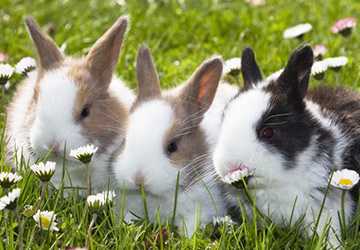 The 10 Best Rabbit Breads That Are Intolerably Sweet