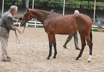 How to Teach Your Horse Basic Commands