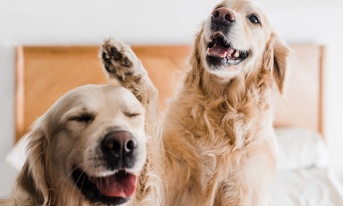 How to keep your pet at a healthy weight